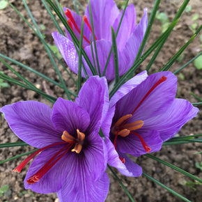 100 Bulbes de Safran BIO